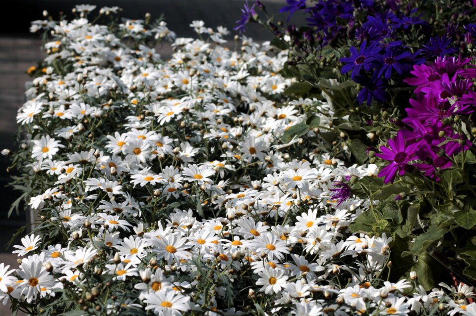 White bloom marguerite