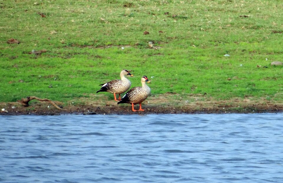 Dabbling duck pair bird