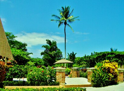 Summer palm trees park photo
