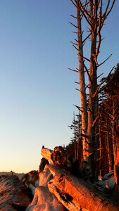 Sunset trees scenic