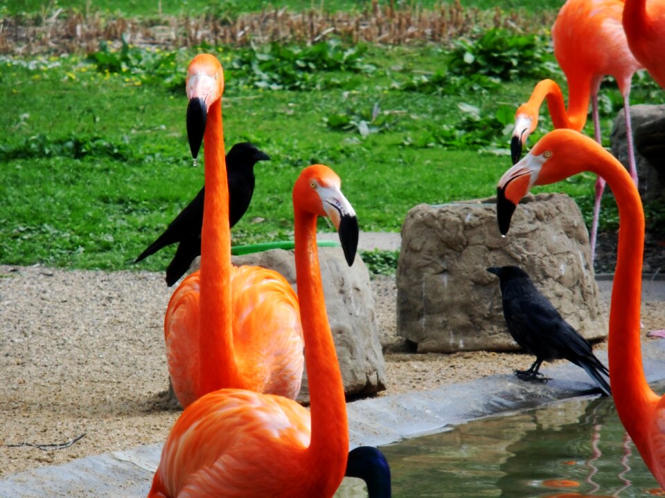 Pink nature water bird photo