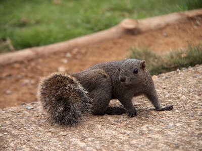 Animal mammals cute