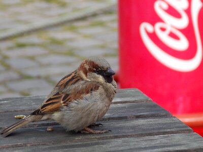 House sparrow bird close up