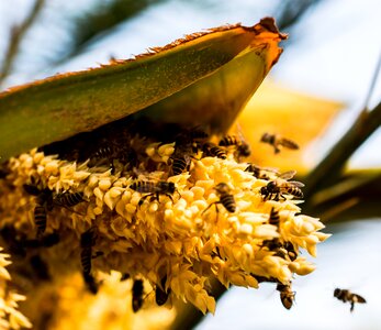 Palm blossom bees collect honey photo