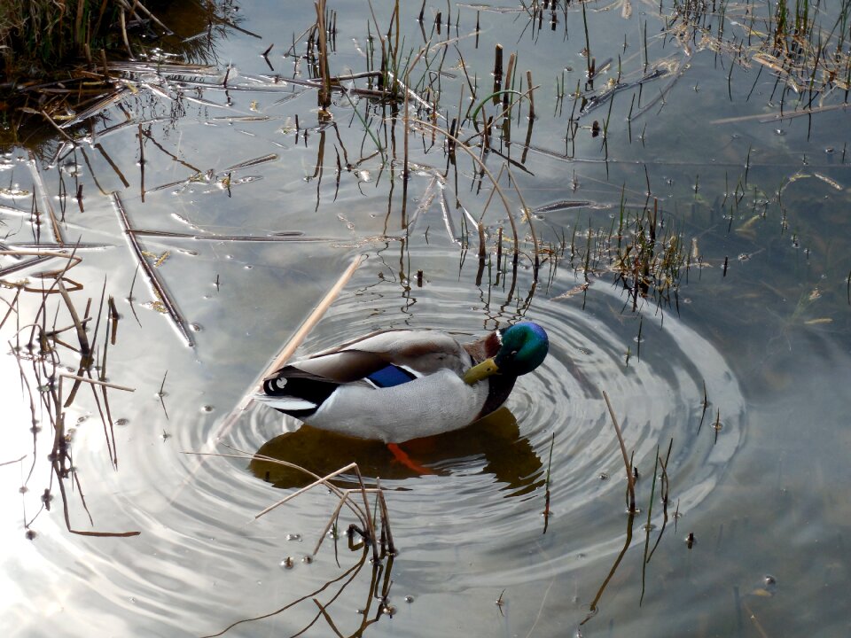 Ducks poultry plumage