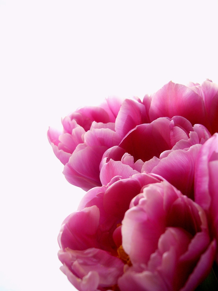 Red pink flora