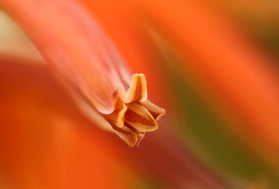Flower detail macro open aperture