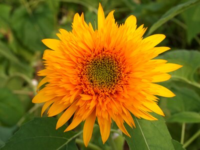 Yellow flowers garden summer photo