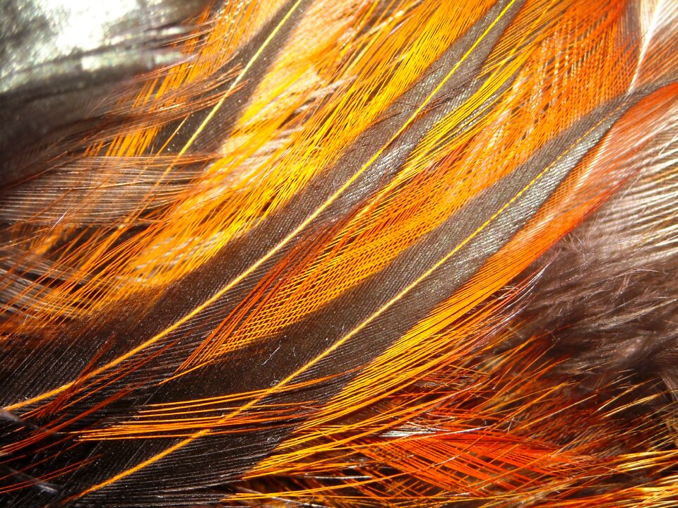 Orange black yellow