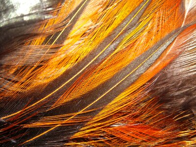 Orange black yellow