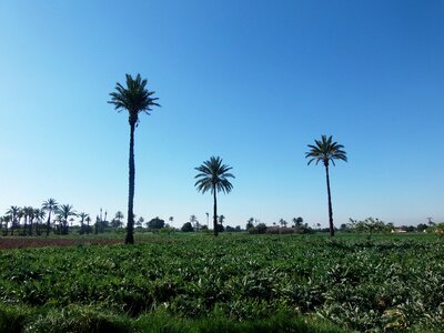 Palms field elche