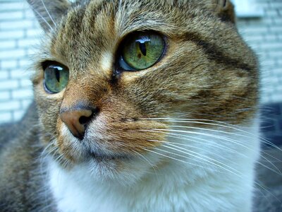Cat face head mieze