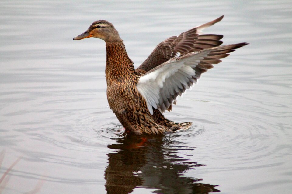 Animal water bird flutter - Free photos on creazilla.com