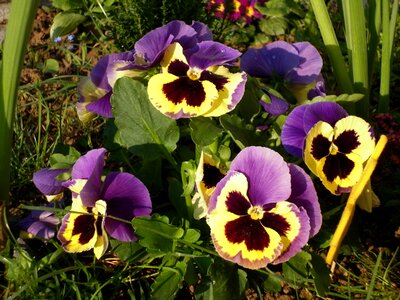 Spring yellow purple