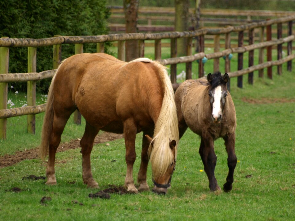 Pasture brown mammal