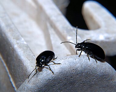 Probe dung eaters close up