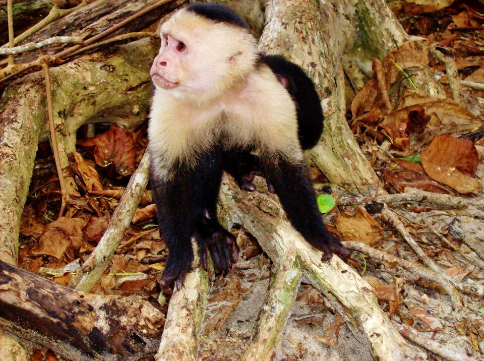 Wildlife animal creature