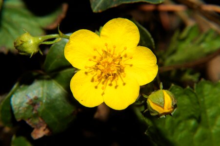 Flower yellow blossom photo