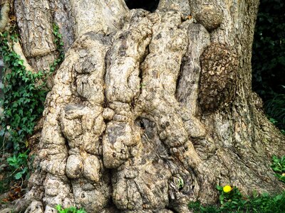 Log bark root photo