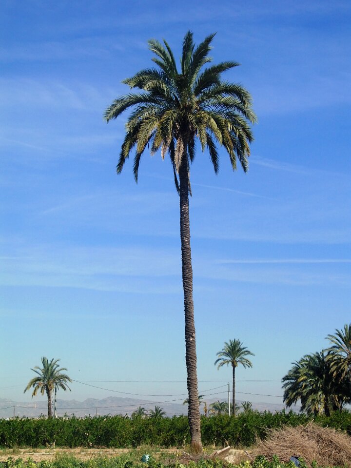Palm tree field elche