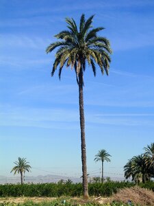 Palm tree field elche