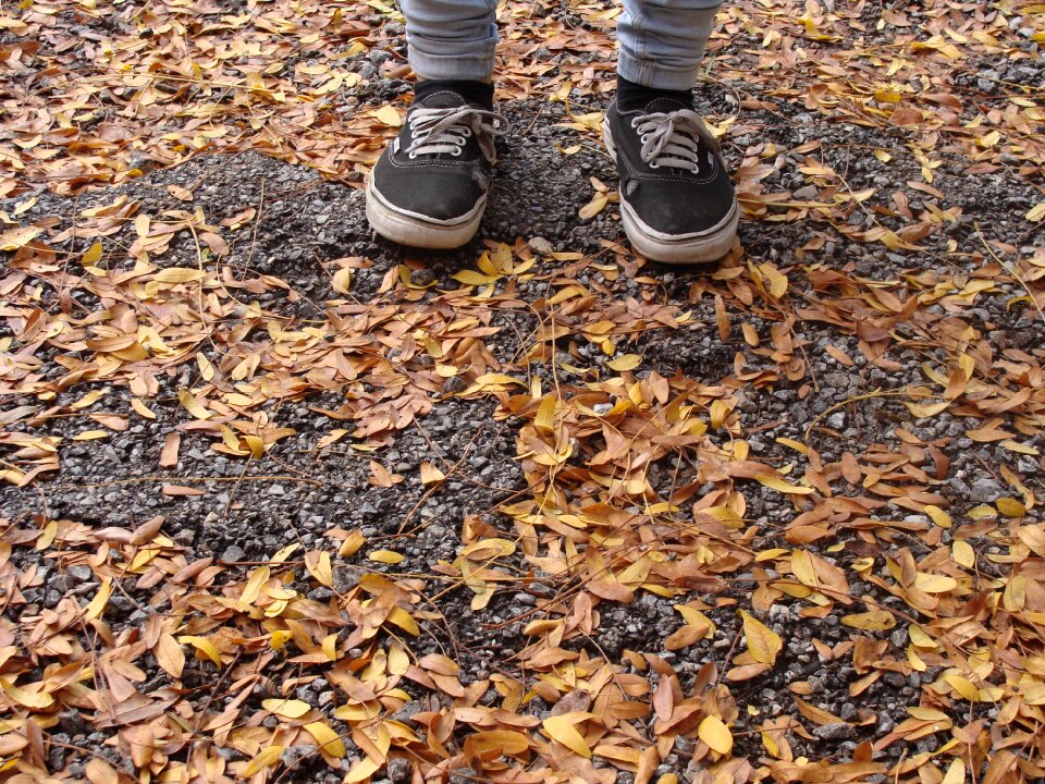 Leaves autumn leaves nature