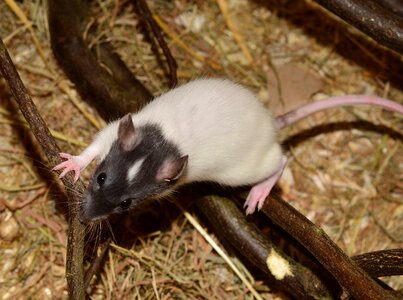 Image color rat rattus norvegicus forma domestica photo