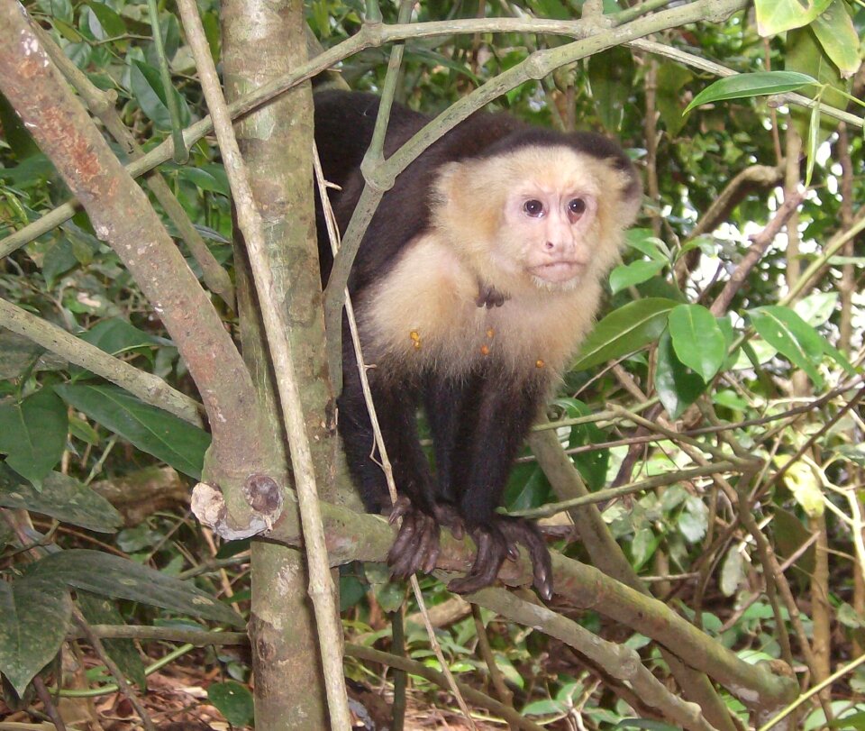 Monkey mammal nature
