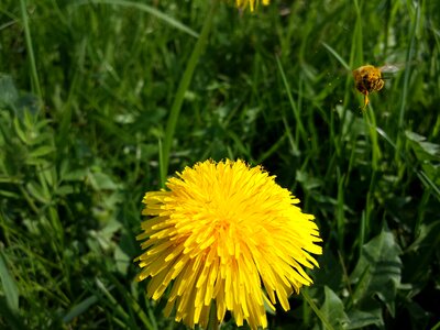 Macro flower pollen photo