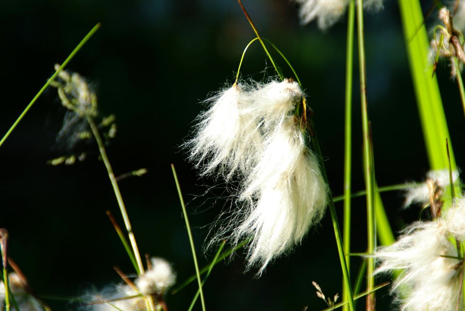 Enophorum spring flower