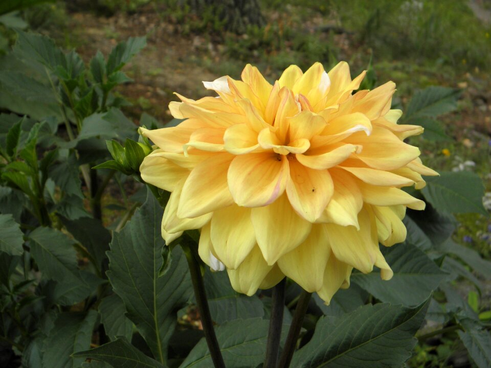 Petals plant garden