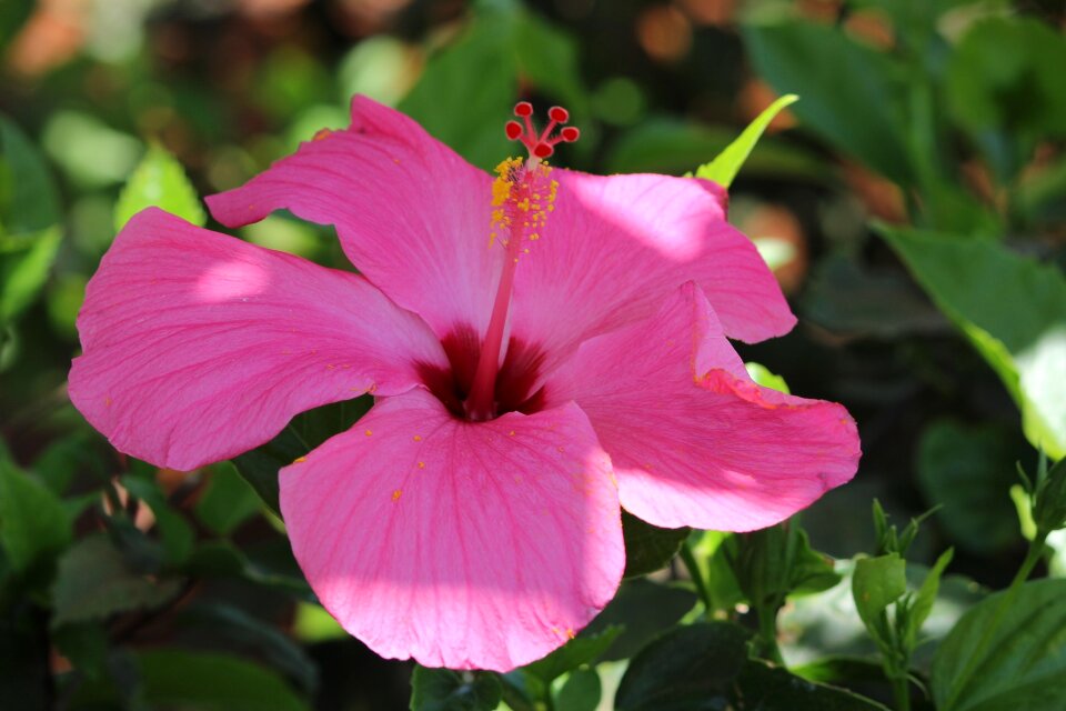 Nature cape verde lilac flower