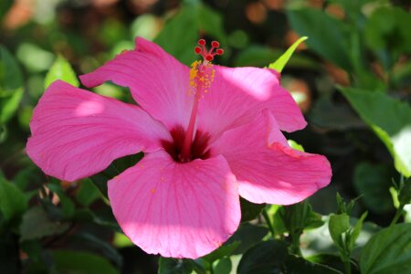 Nature cape verde lilac flower