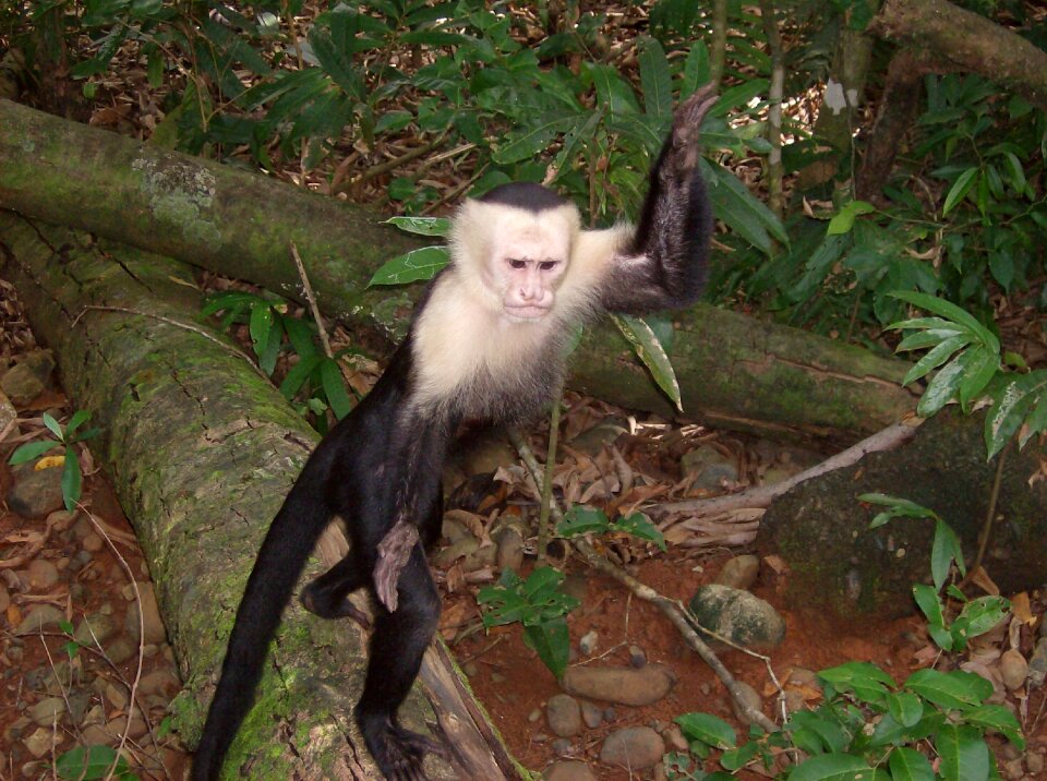 Wildlife animal creature