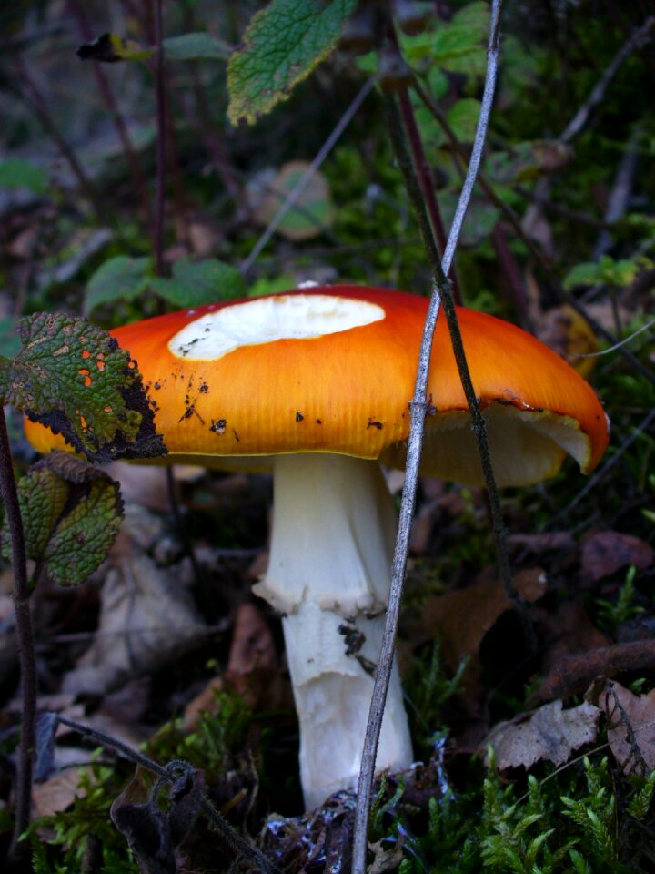 Forest red point