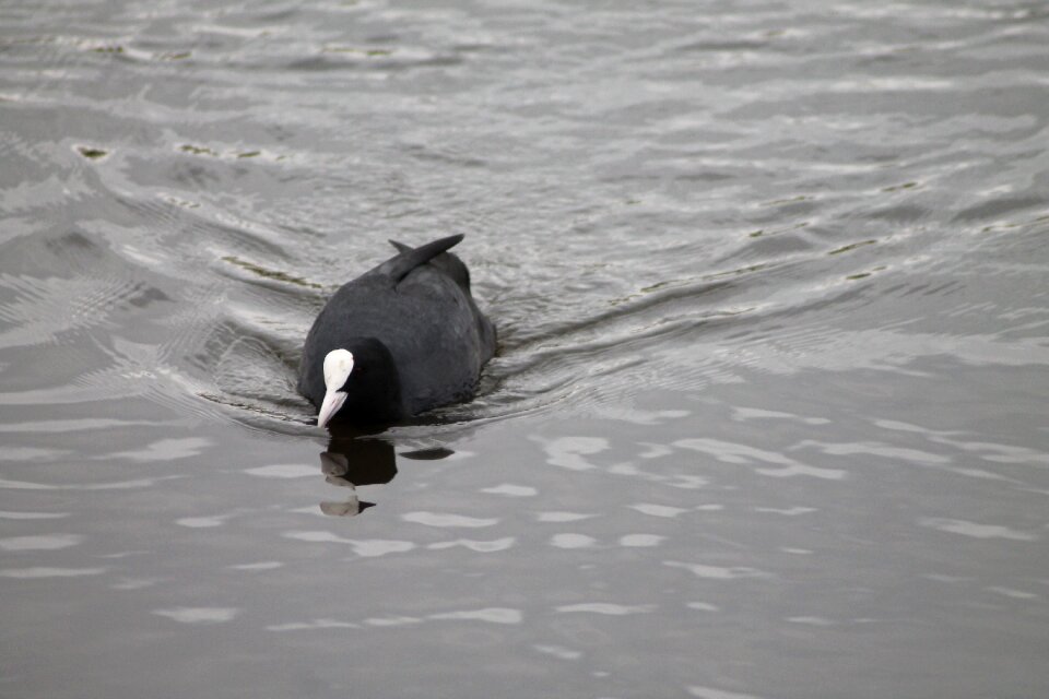 Water bird coots lake