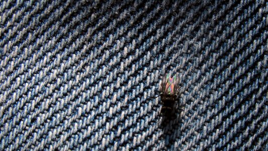 Animal nature jeans