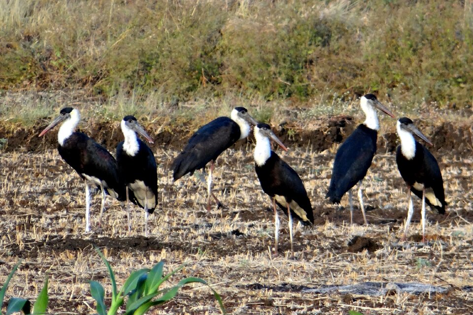 Ciconia episcopus wader bird