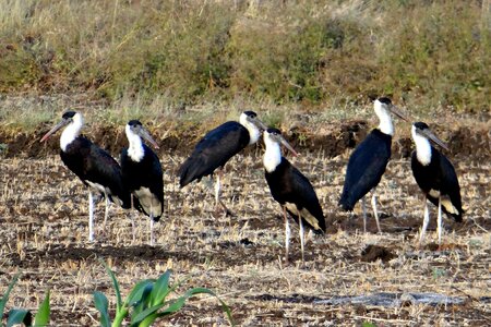 Ciconia episcopus wader bird photo