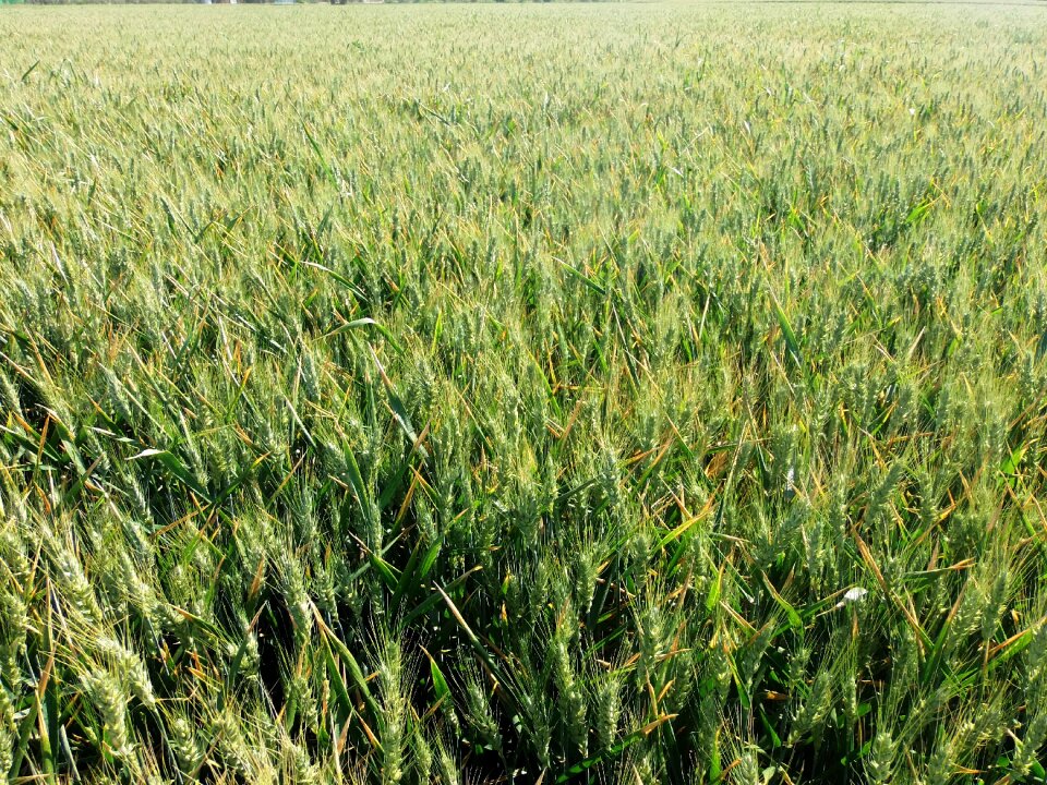 Wheat cornfield cereals