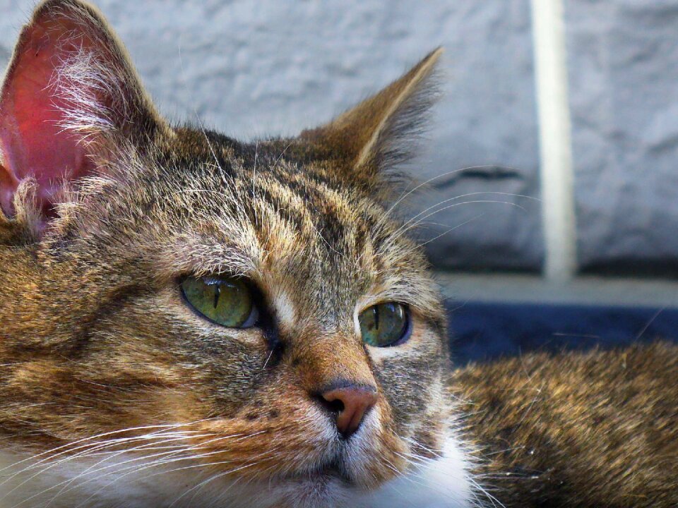 Cat face head mieze