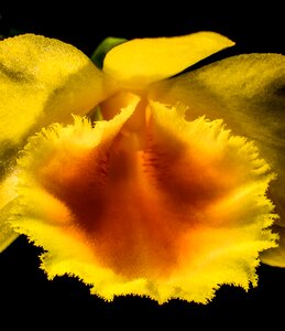 Bloom flower yellow