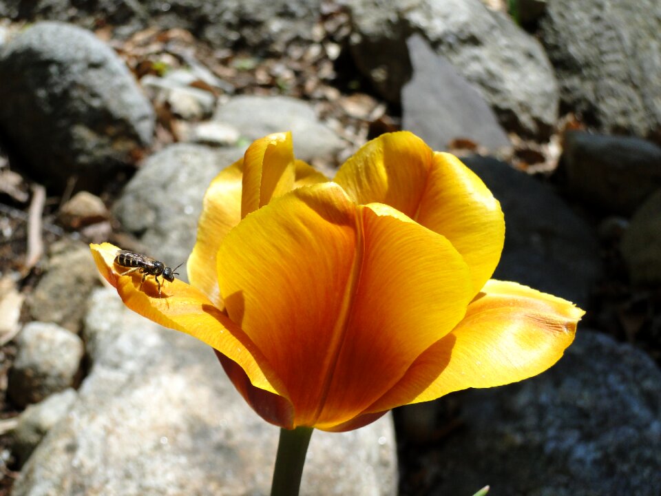 Bulb gold yellow