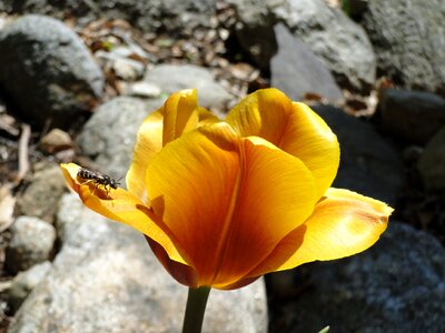 Bulb gold yellow
