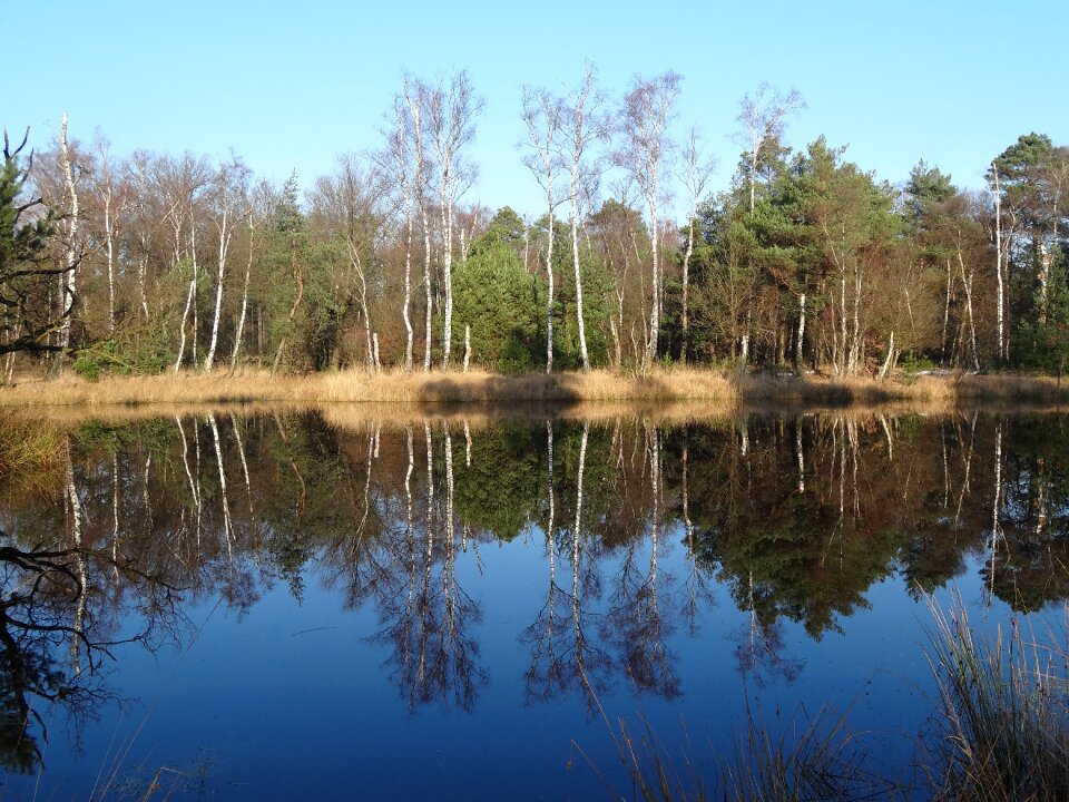 Landscape trees mirror