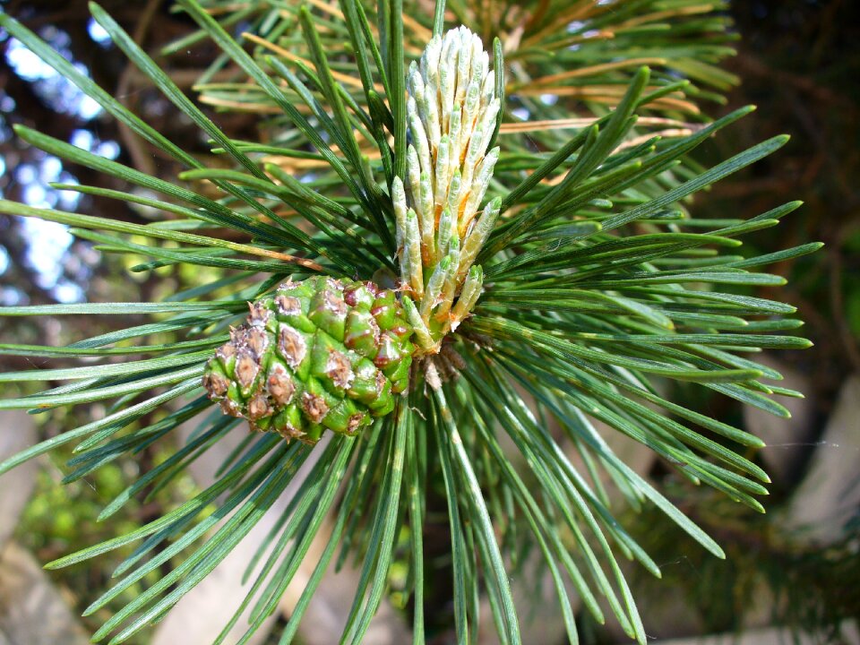 Needles pine needles conifer