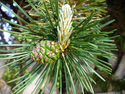 Needles pine needles conifer photo