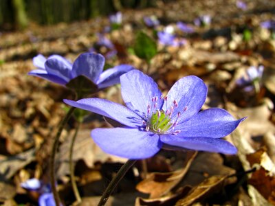 Violet lilac woods photo