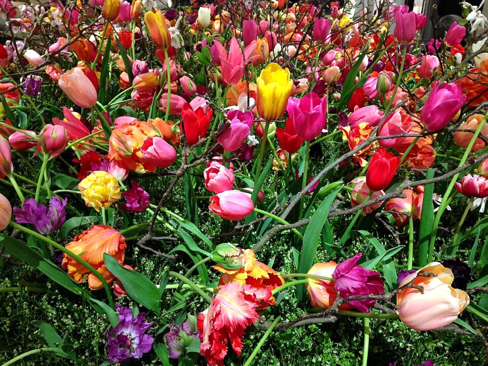 Tefaf tulips flowers