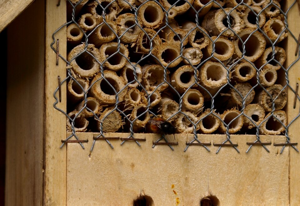 Insect insect house insect protection measures